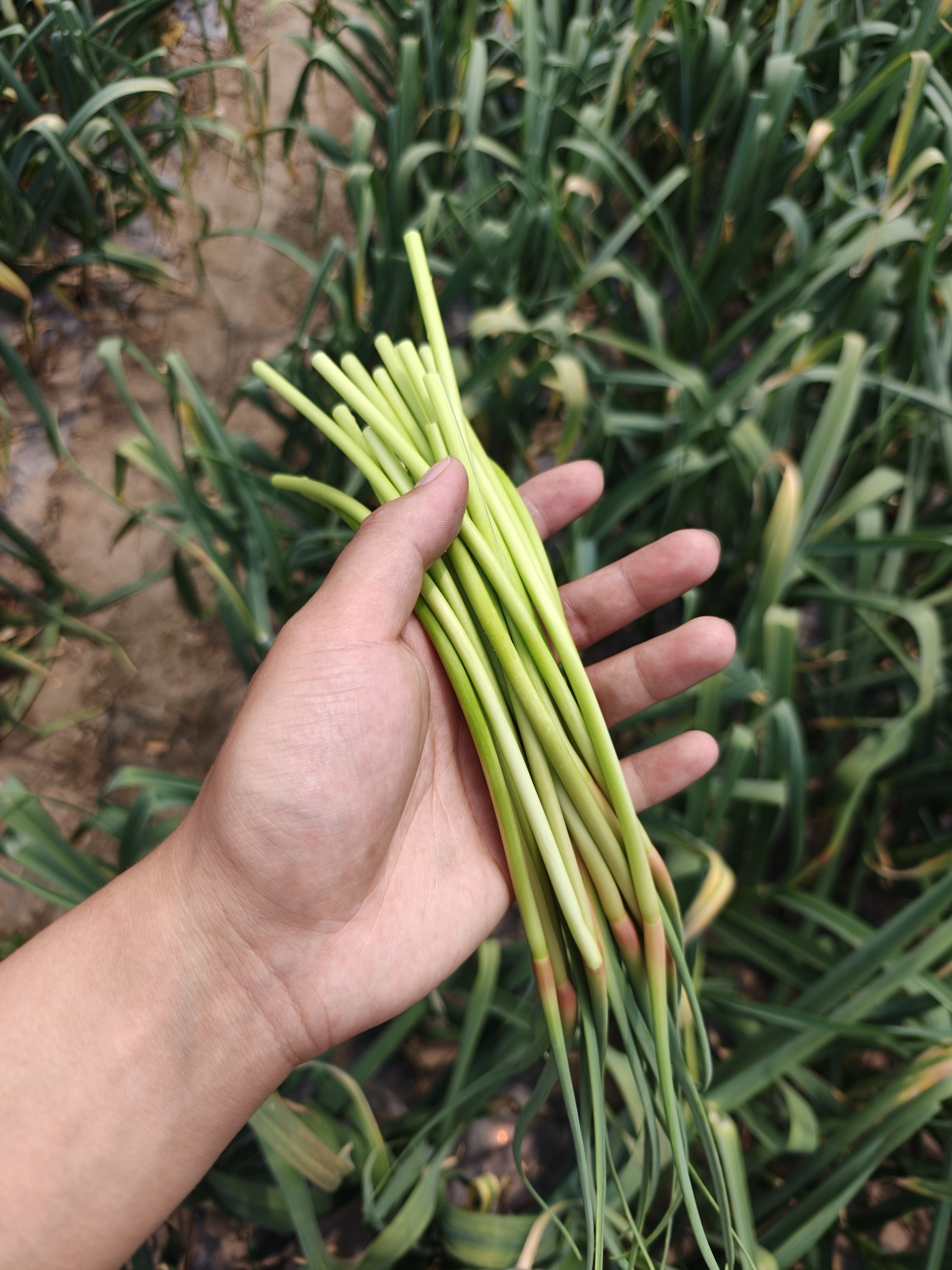 四毛钱一斤，你们那边超市里买得到吗？报个价看看👀 