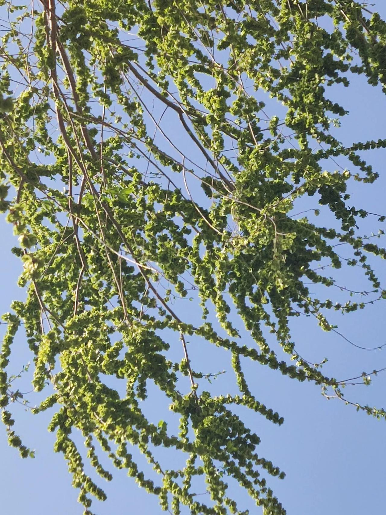 把你随手拍的花分享出来吧有认识的吗？