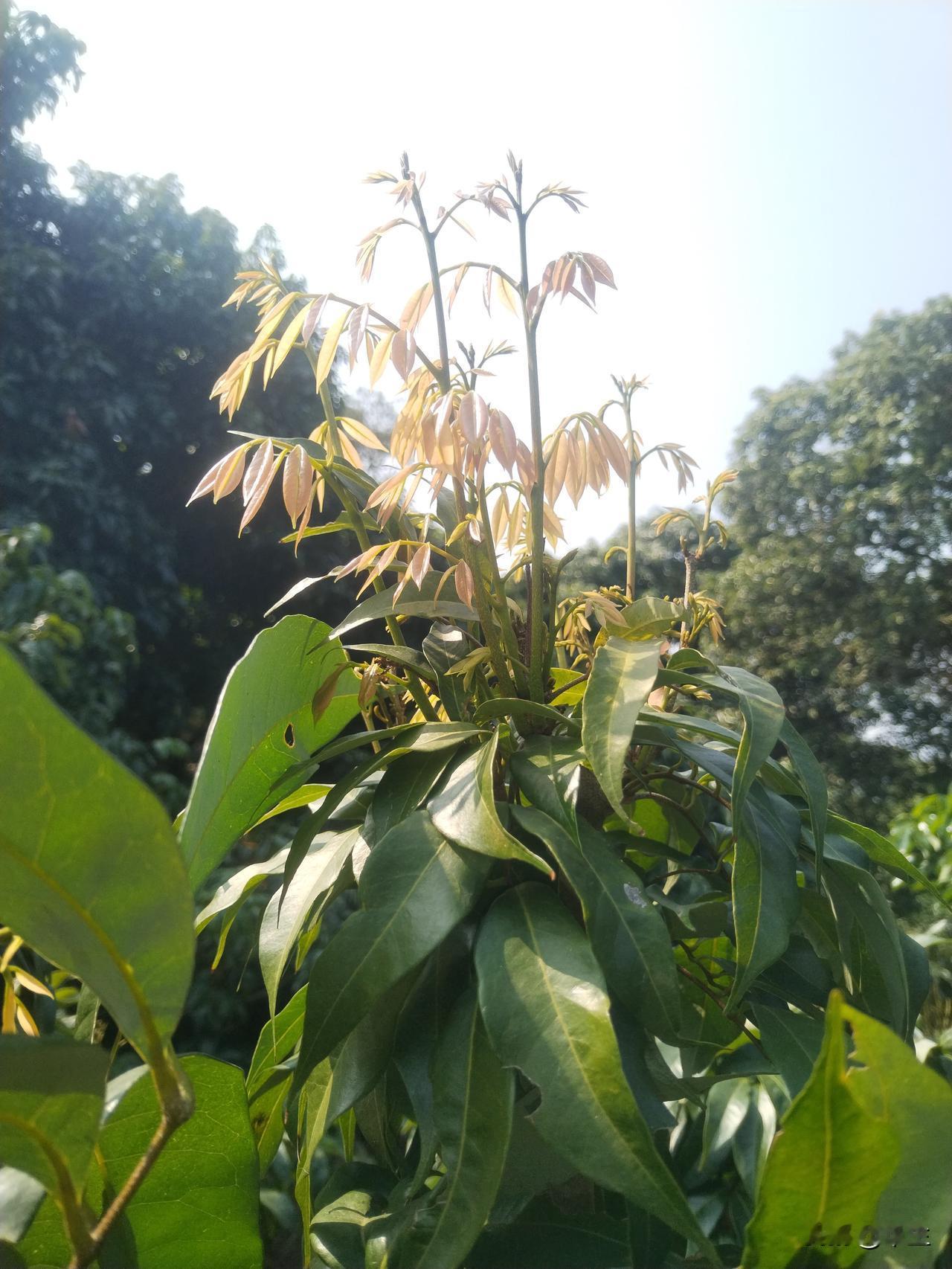荔枝妃子笑控梢的最后一次博弈

在荔枝种植中，控梢促花对妃子笑这一早熟易冲梢品种