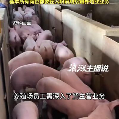 “太离谱了！”河南， 一公司招聘时竟要求应聘程序员的男子先到牧场养两个月的猪，男