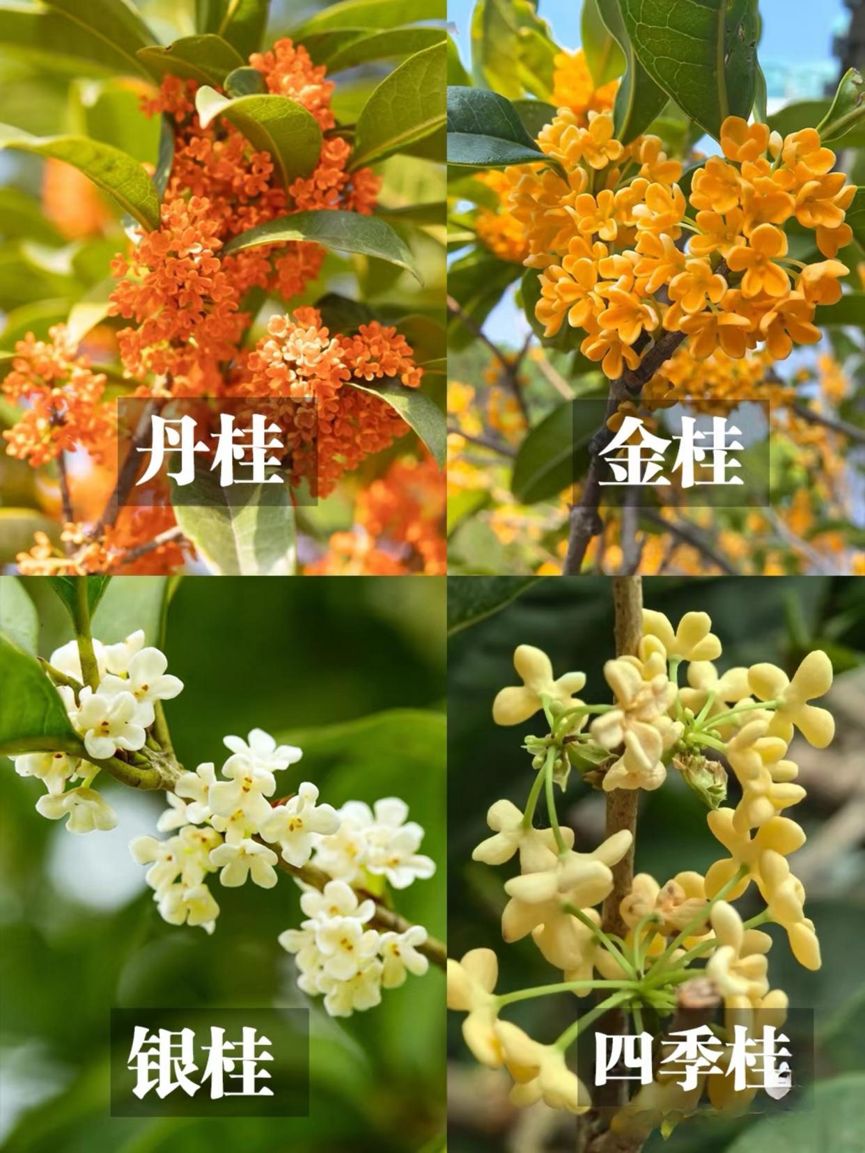 金风送爽佳节至，丹桂飘香喜气来。最近正是桂花飘香的季节，西安很多街边或者小区都种