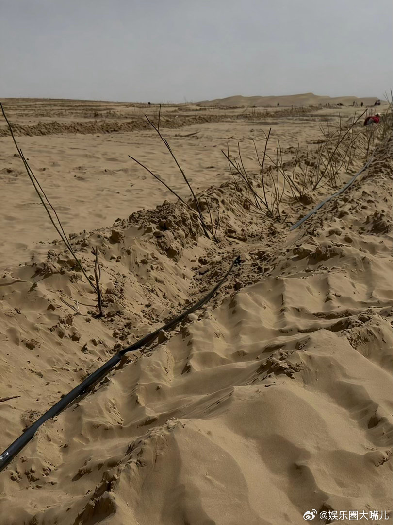 十个勤天要在沙漠种玫瑰 沙漠里种玫瑰，确实没想到。直播里他们挖坑、埋枝，干得挺起