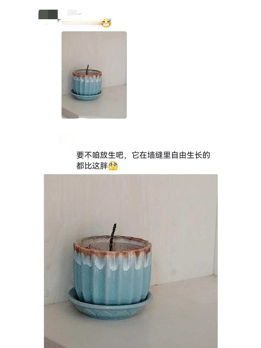 要不咱还是放生吧这一刻感受到了植物的无力 ​​​