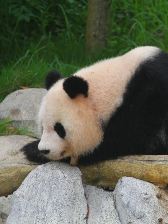 打个盹儿