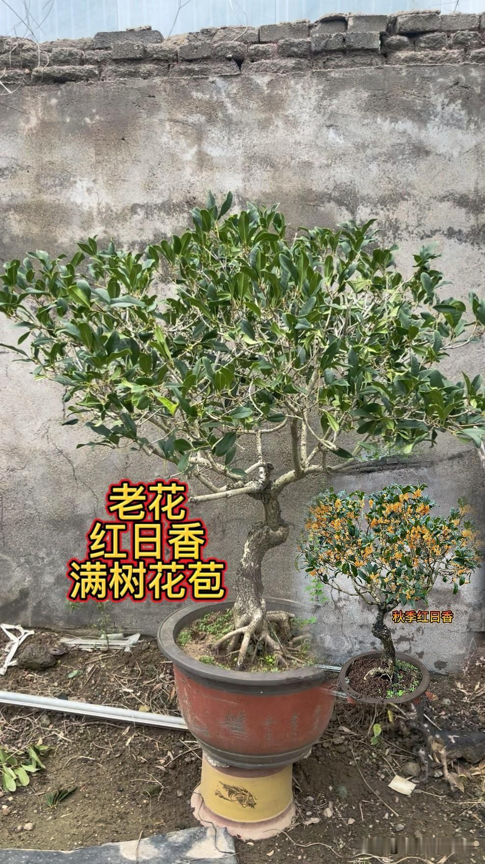 - 28℃时，利于花芽分化。要是气温太高，像超过30℃，花芽分化就会受影响，花期