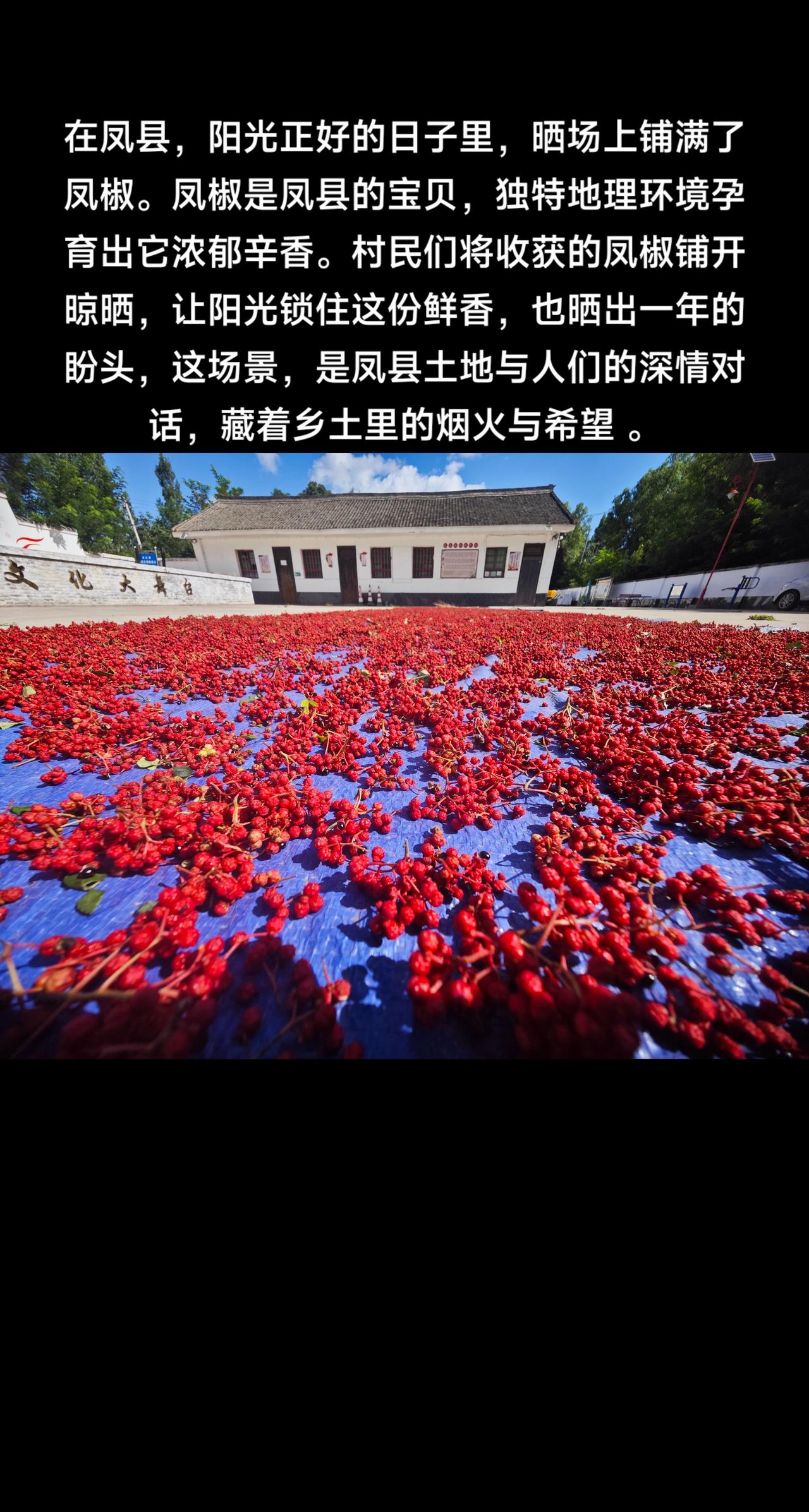 凤县“凤椒”大丰收