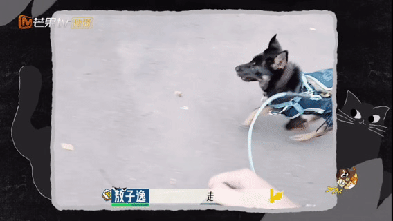 敖子逸没人告诉我遛小狗这么累 敖子逸用亲身经历证明：遛狗不是散步，是耐力赛！小狗