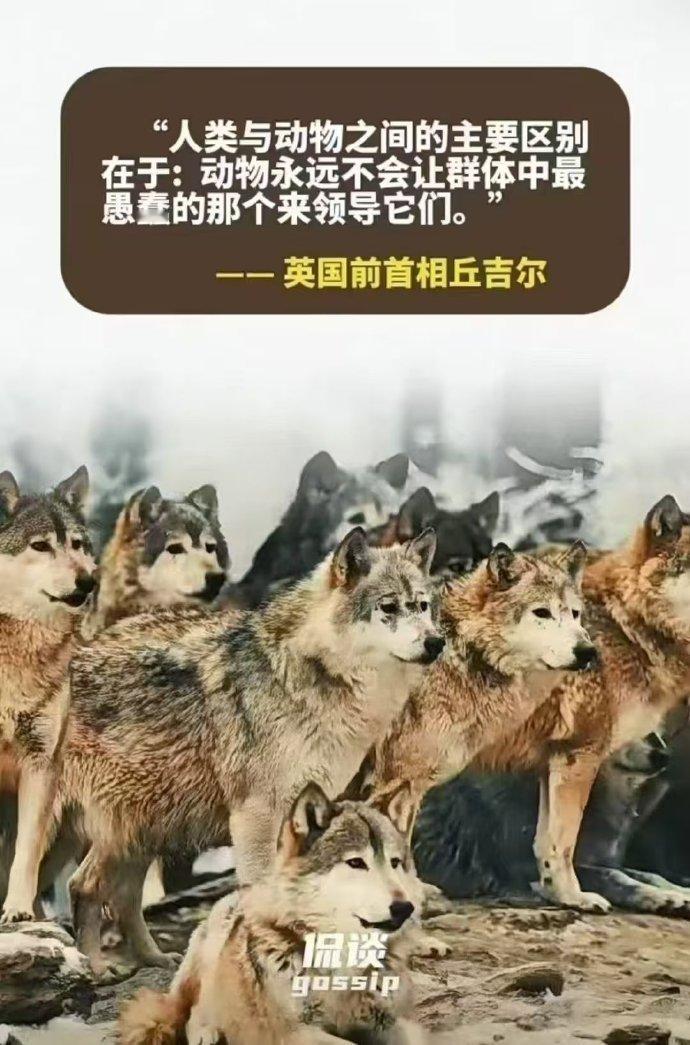 看图说话 人类与动物之间的主要区别在于：动物永远不会让群体中最愚蠢的那个来领导它