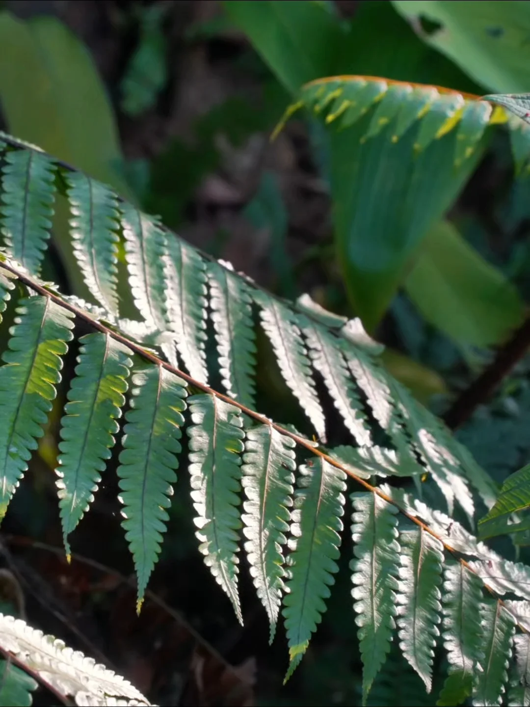 Live | 被绿意包裹的瞬间，治愈一切🌿