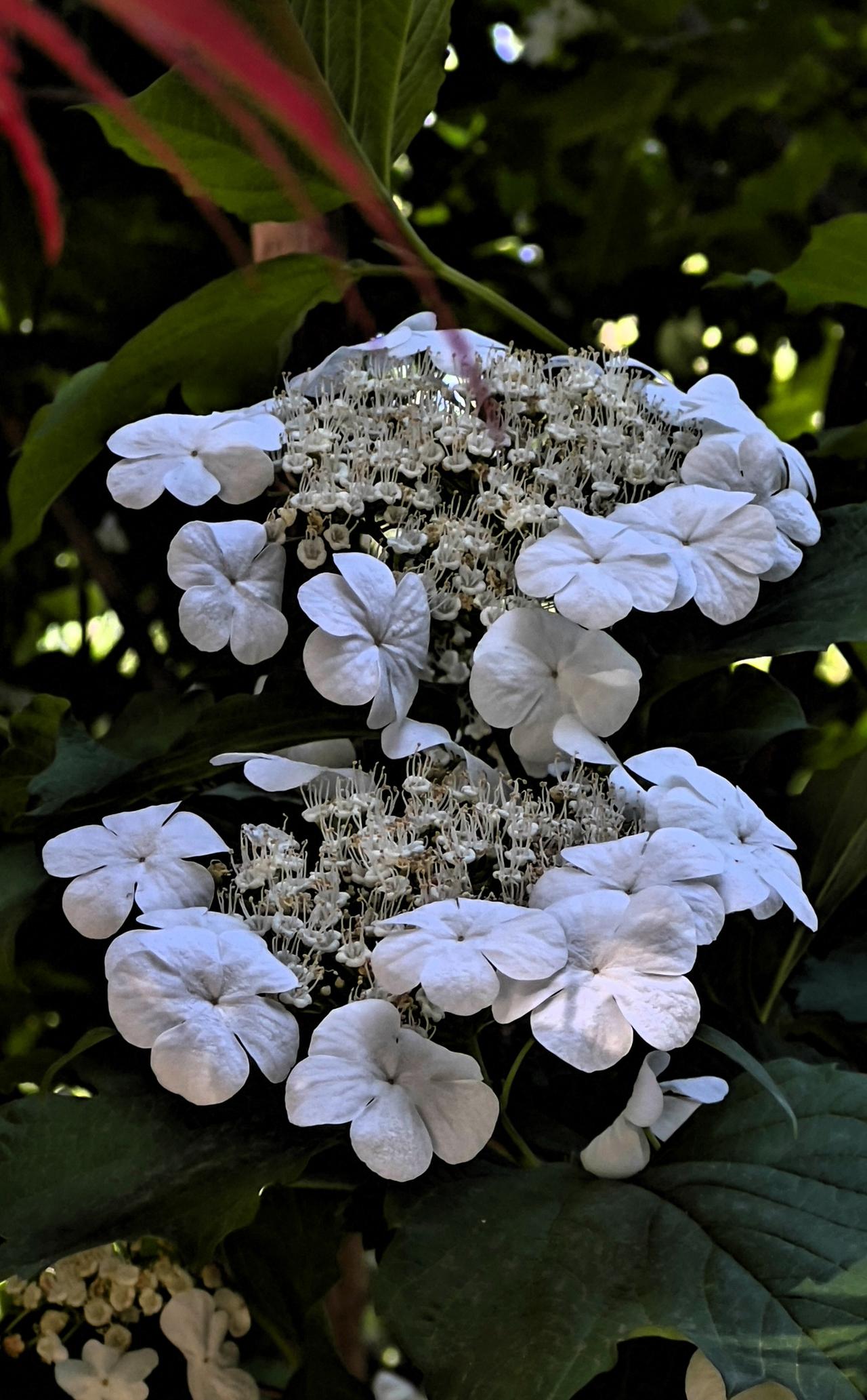 春日赏花：白花如雪映碧叶，清香满径入诗行。