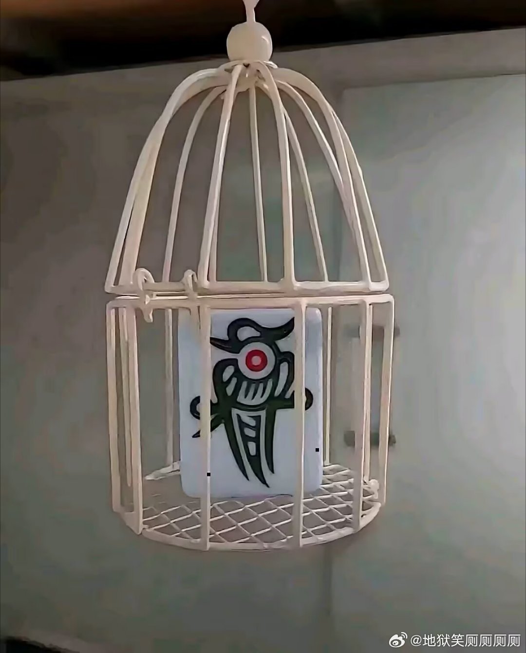 1780养过凤凰吗？ 