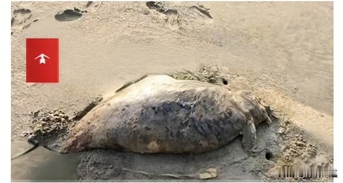 家人们，湛江海滩炸出大新闻！有人发现一具1米5多的海洋生物尸体，高度疑似儒艮——