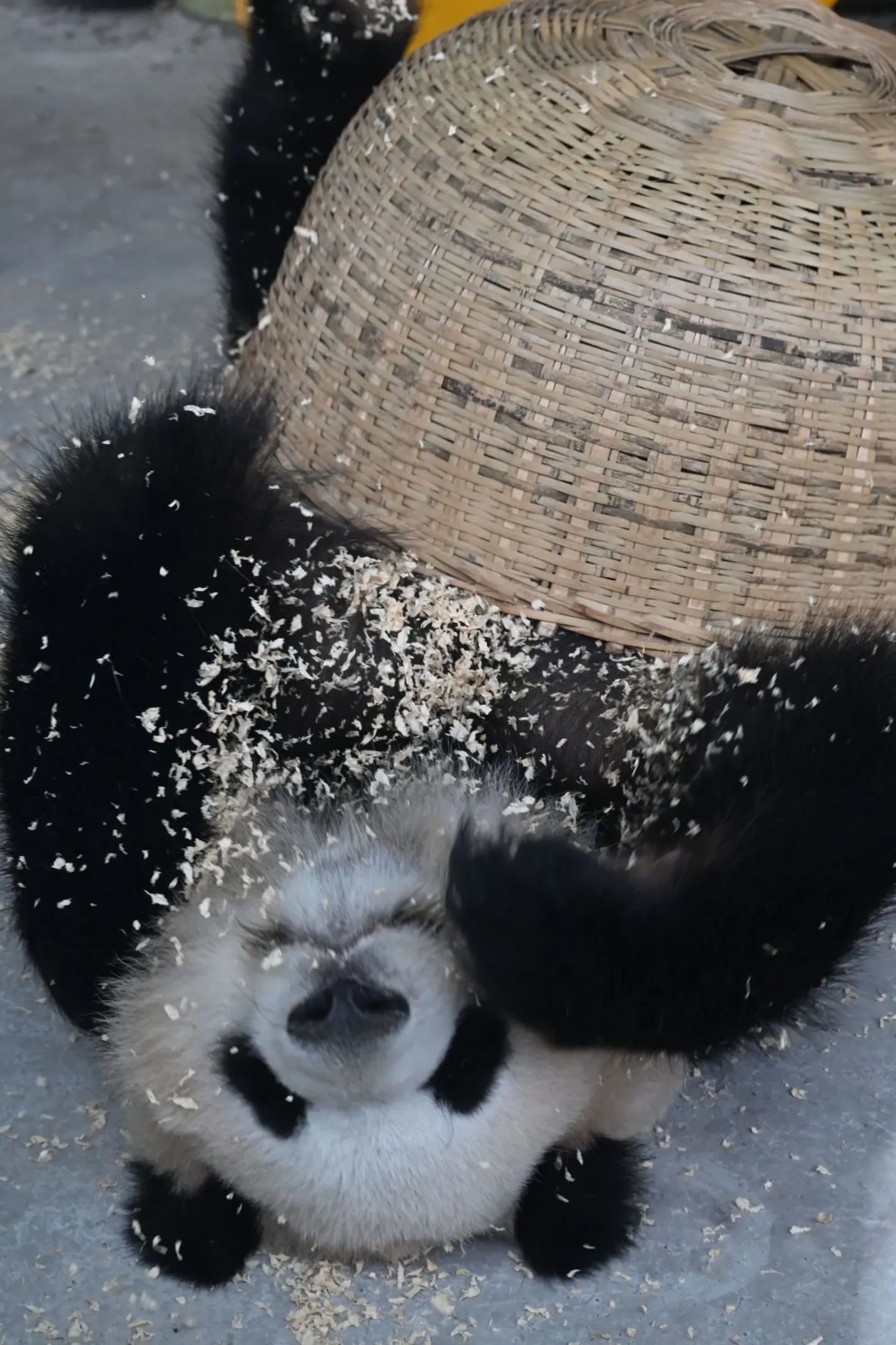 想念大美了。
