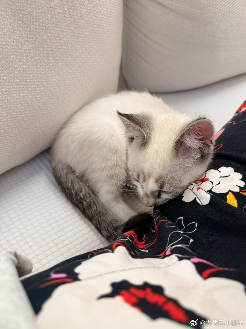 小小猫赖在我腿边。情绪价值真是给的足足的。 