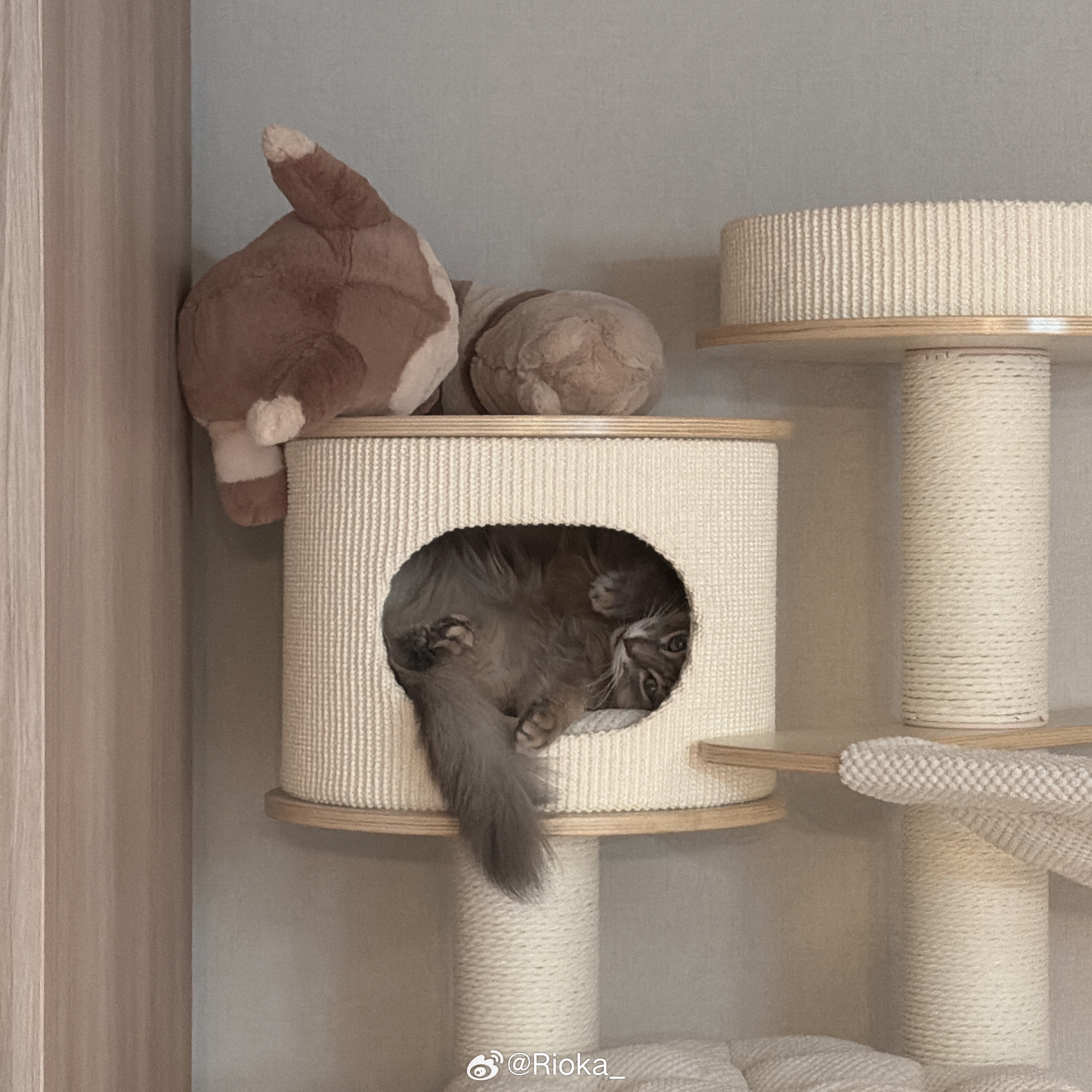 🐿️ 