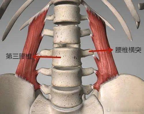 腰三横突综合征 图1的2号位置，你们会不会疼痛？虽然这个损伤，没有腰突、腰肌劳损