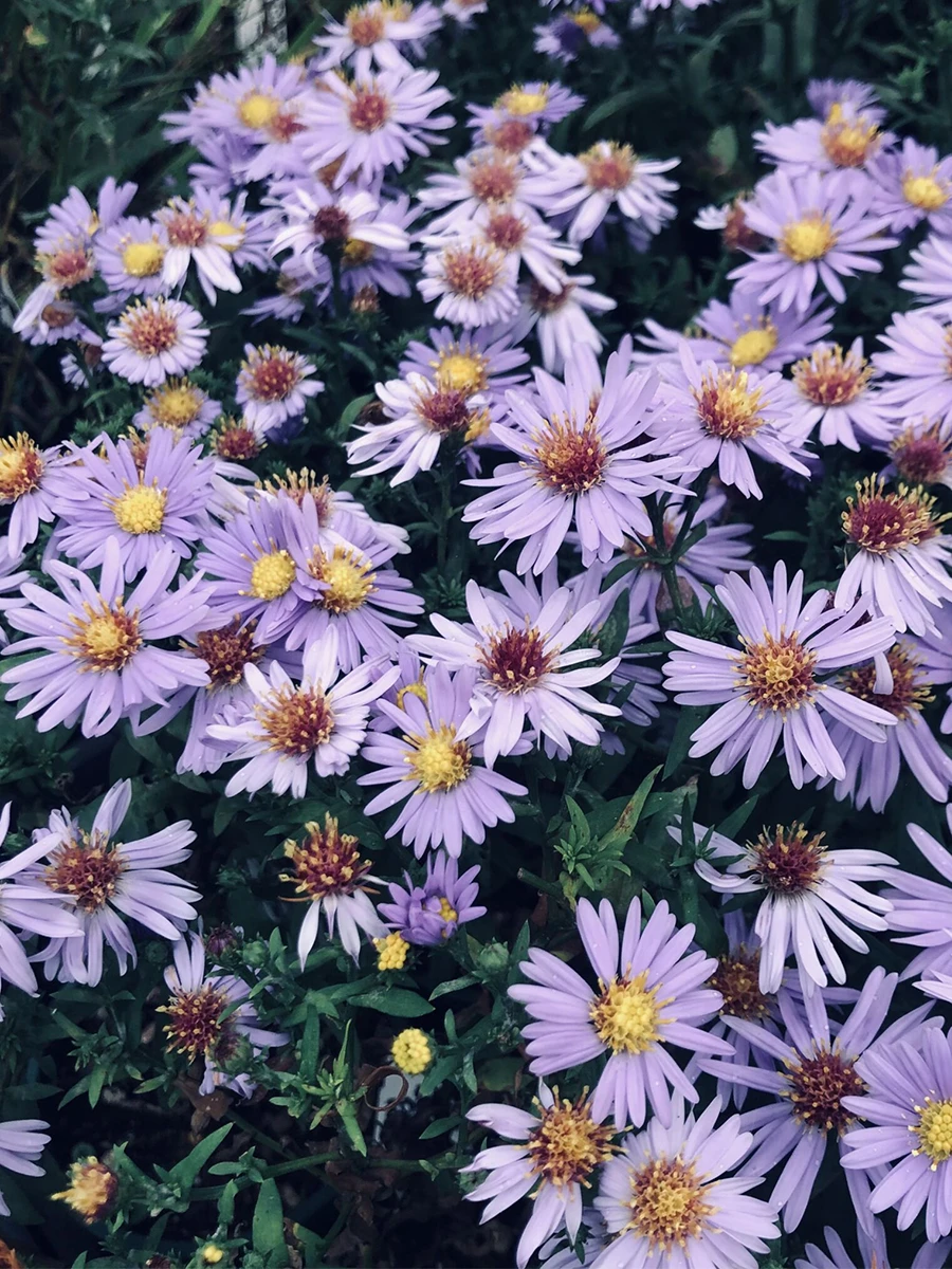 🌿阳台党的春天！梦幻蓝紫色的小卡罗