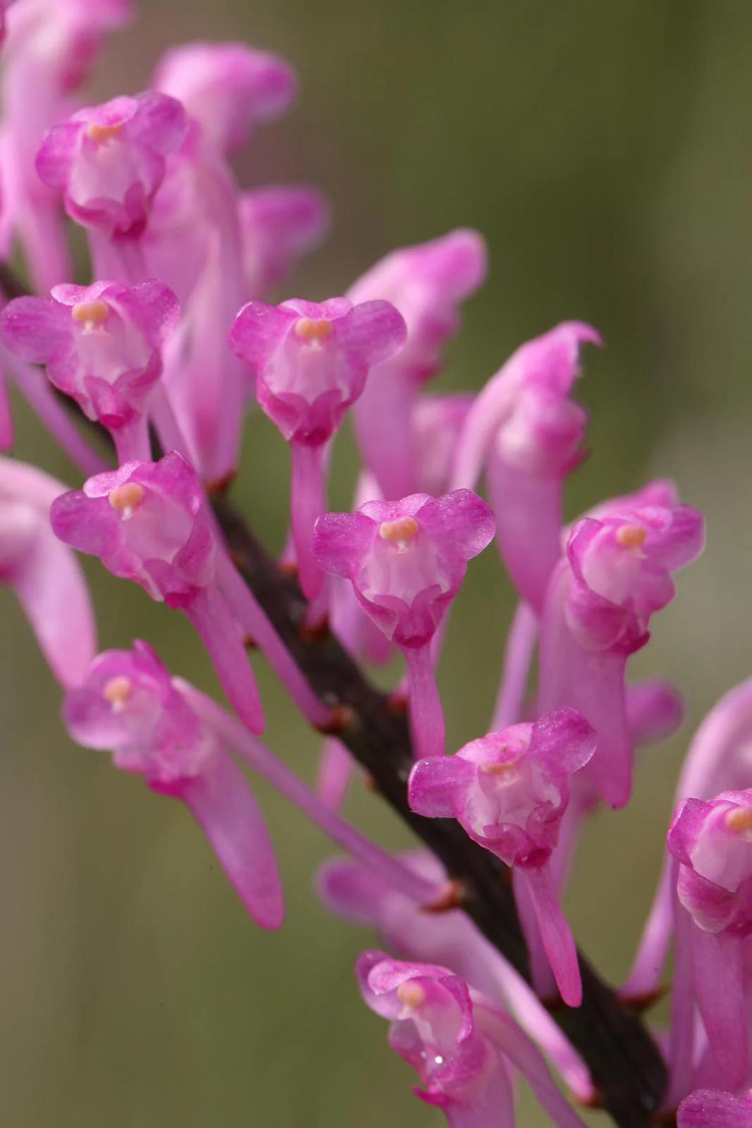 Aerides rubescens 是兰科指甲兰属的一种植物，中文名暂未统一，可