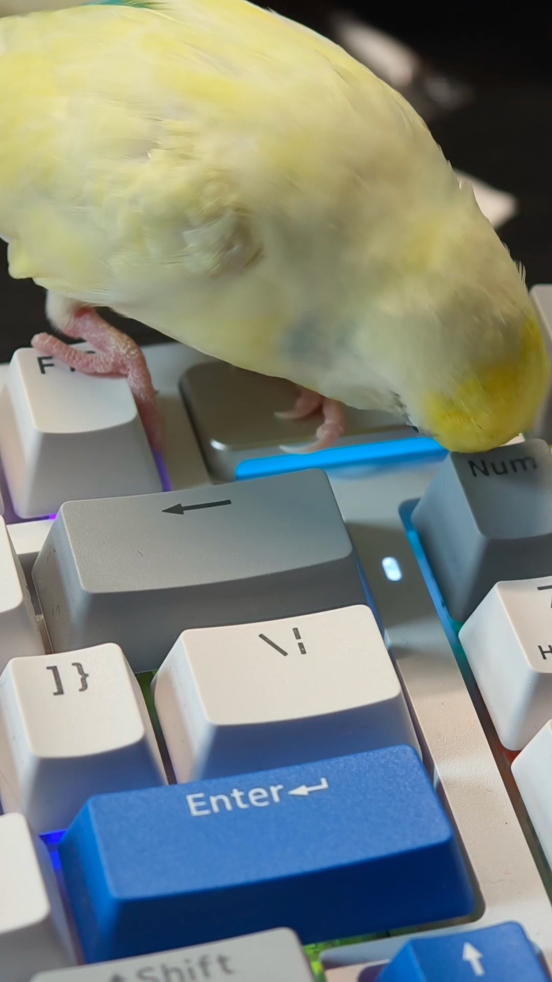 兄弟，不要乱踩按键，别把我刚码的字删掉，谢谢鹦鹉小蓝和布丁OPPO超影像