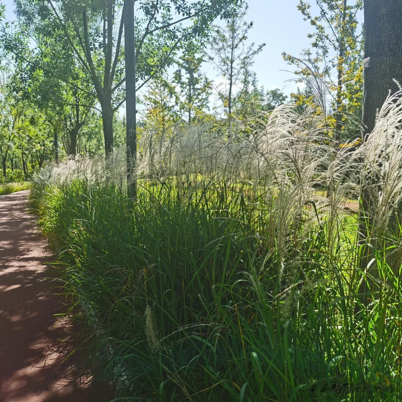 #记录我的2023# 
#秋日生活打卡记# 
国庆节快乐，有花有草的公园，出来转