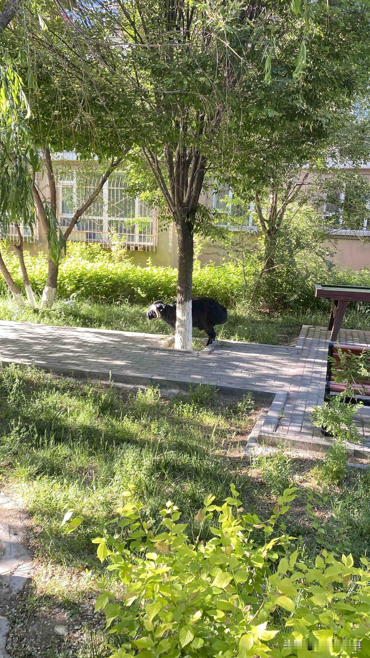 今天穿过小区看到很多屠宰大羊的少数民族朋友，

今天的古尔邦节，估计百分之九九的