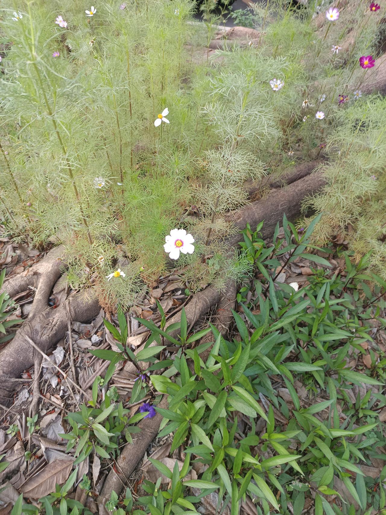 我终于知道
肇庆市路边有这么多花
却我却依然这么喜欢这些


你敢相信吗？肇庆市