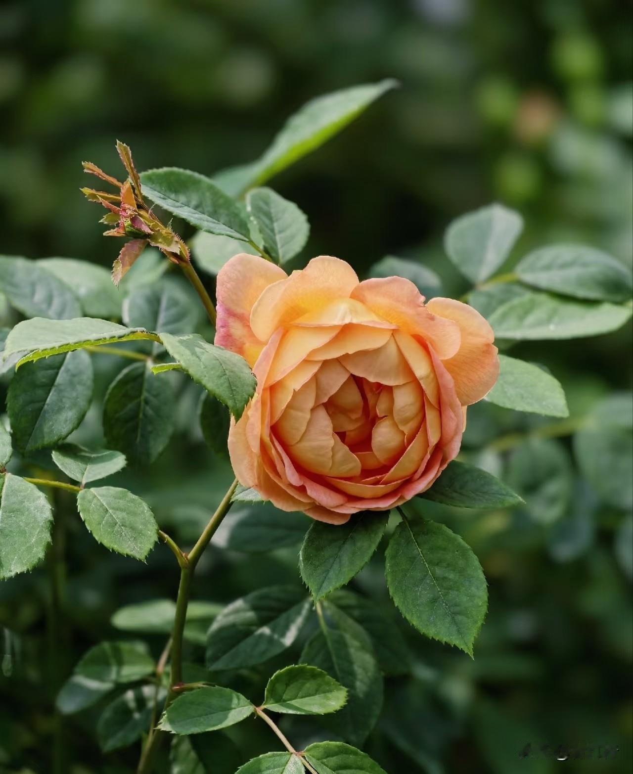 柴门闻犬吠，风雪夜归人

风雪夜归人
大概就是人间最暖的光景
外面寒风大雪
家里