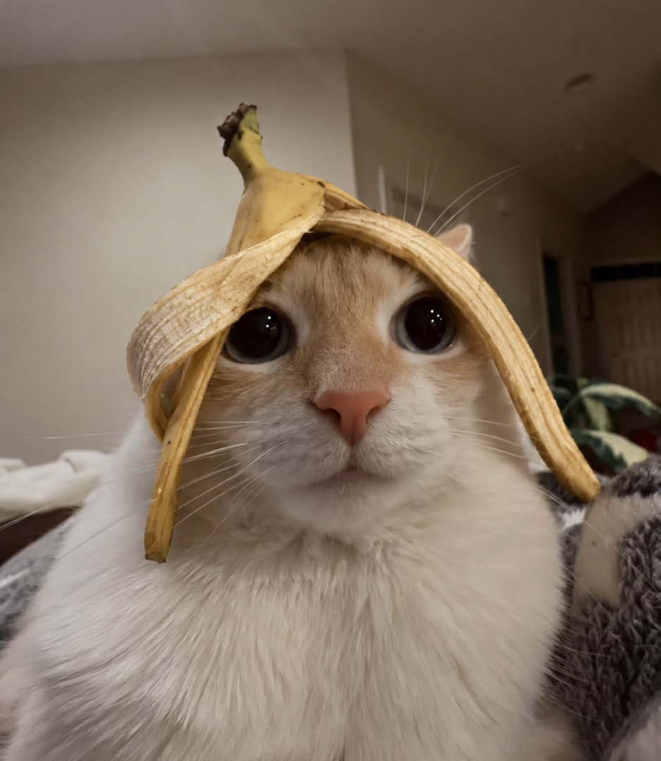 🍌🐈 