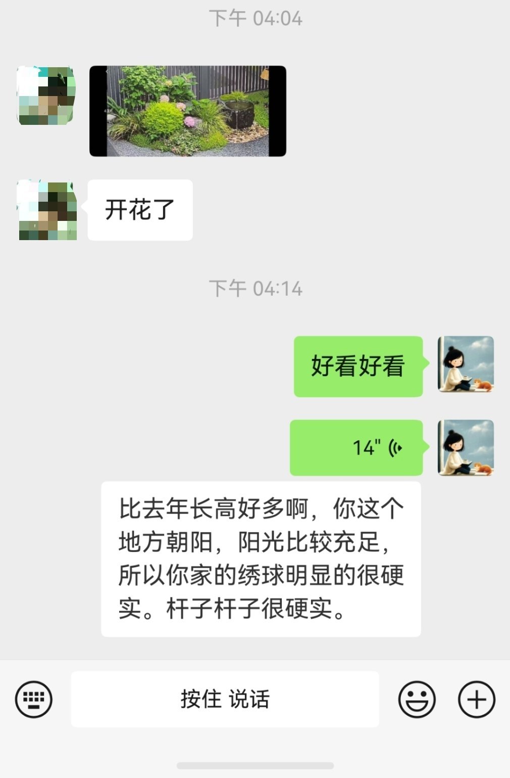 生活手记 又个姐姐因绣球开花给我报喜，去年做的花园了，仍然经常联系