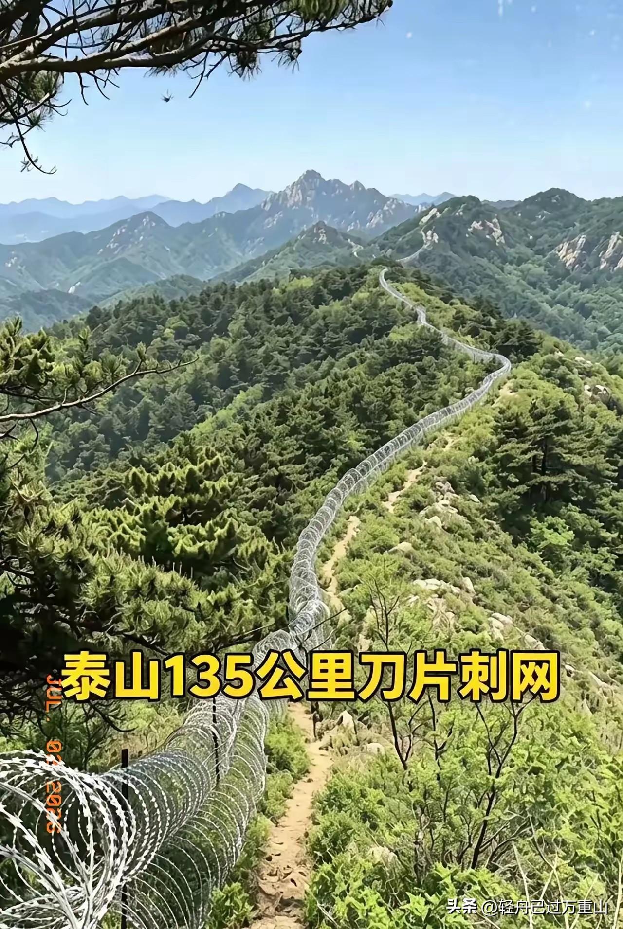 泰山135公里的刀片网，取名“环泰山森林防火廊道”，总投入约2519.3万元。从