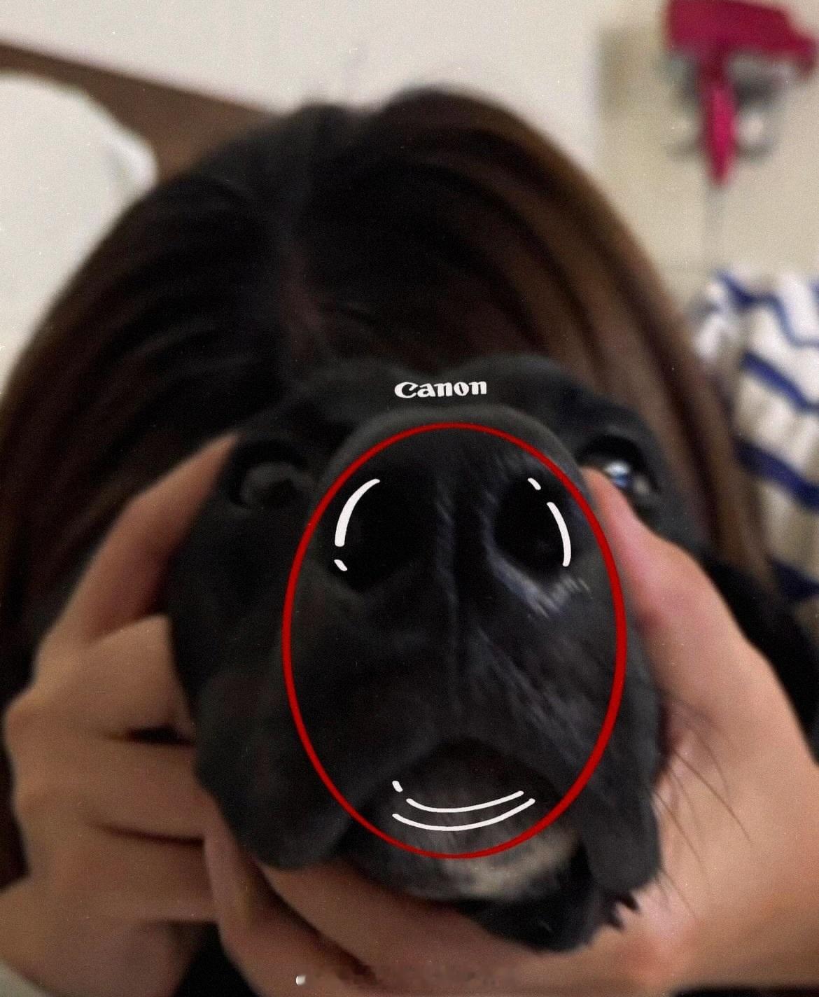 真· 红圈狗头⭕️ 这组图在海外社交平台短时间获得几十万点赞摄影器材佳能8k佳