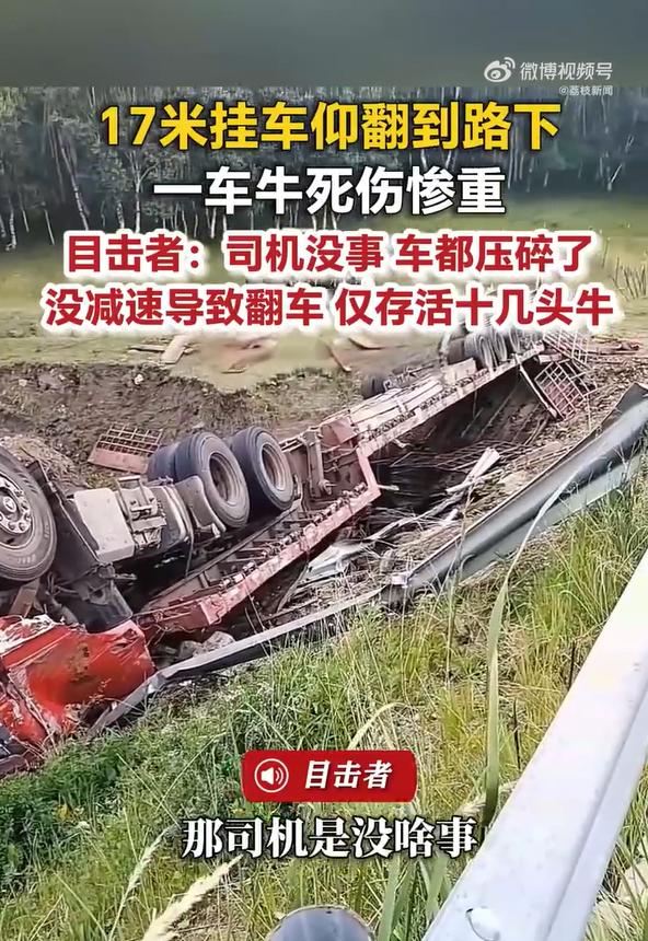 17米挂车仰翻一车牛死伤惨重

车翻在路下，牛群嘶叫一片，司机靠着路边点烟，这一