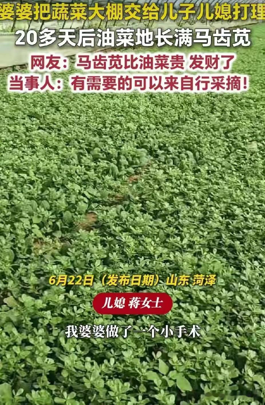 不过日子！山东菏泽。蒋女士婆婆家有个蔬菜大棚，这天婆婆住院做小手术，大棚交给小两