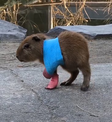 一只前爪受伤打了石膏的小水豚meme