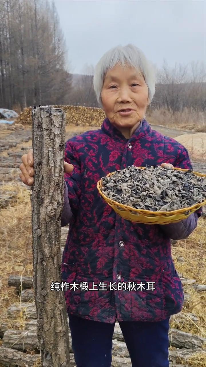黑龙江原始大森林柞木椴上生长的秋木耳仅次于野生。
我家是小兴安岭的主脉原始大森林