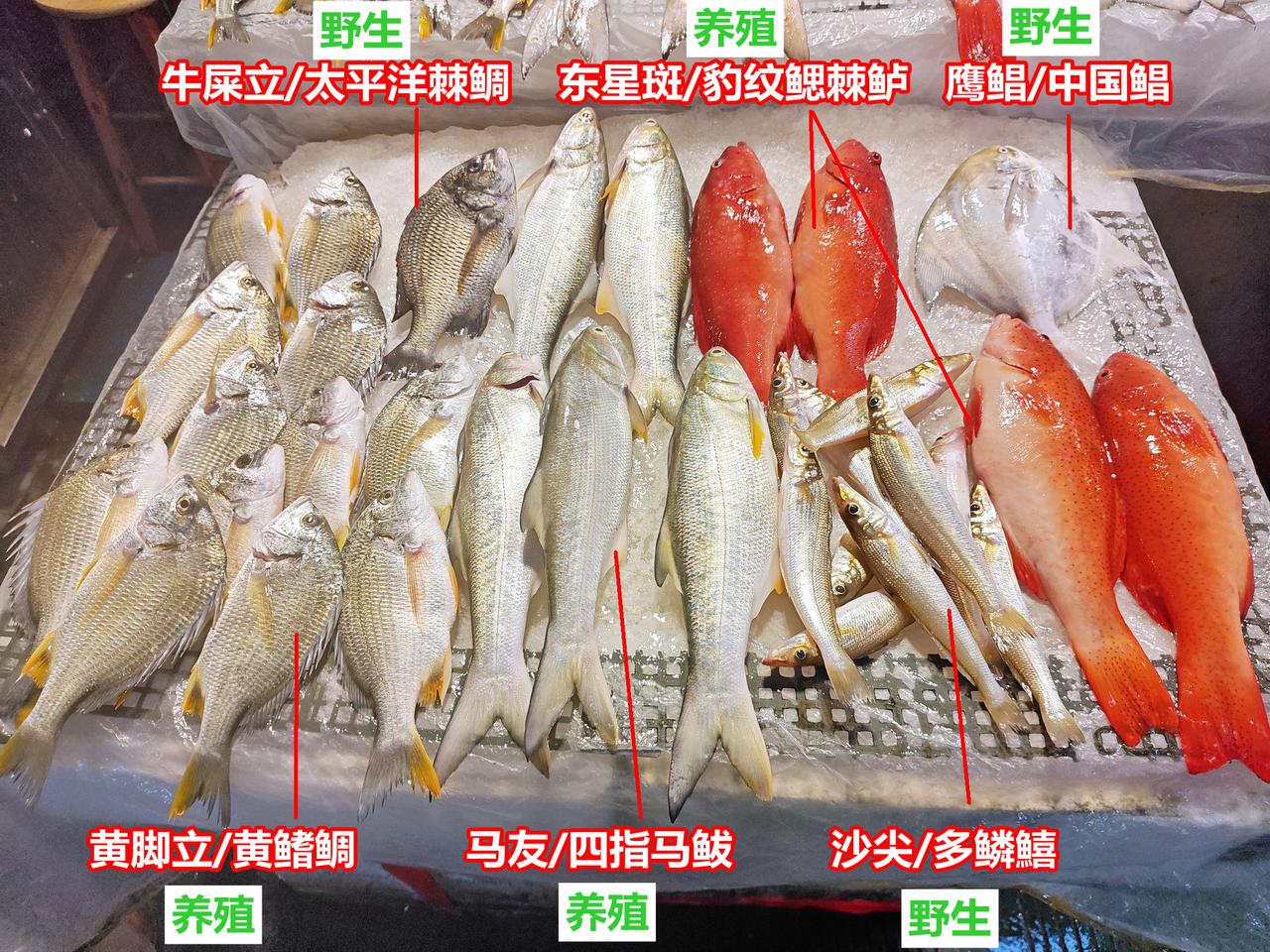 中高档海鱼，野生或养殖，您同意此判断吗？

摄于湛江市东堤海鲜批发市场，2026