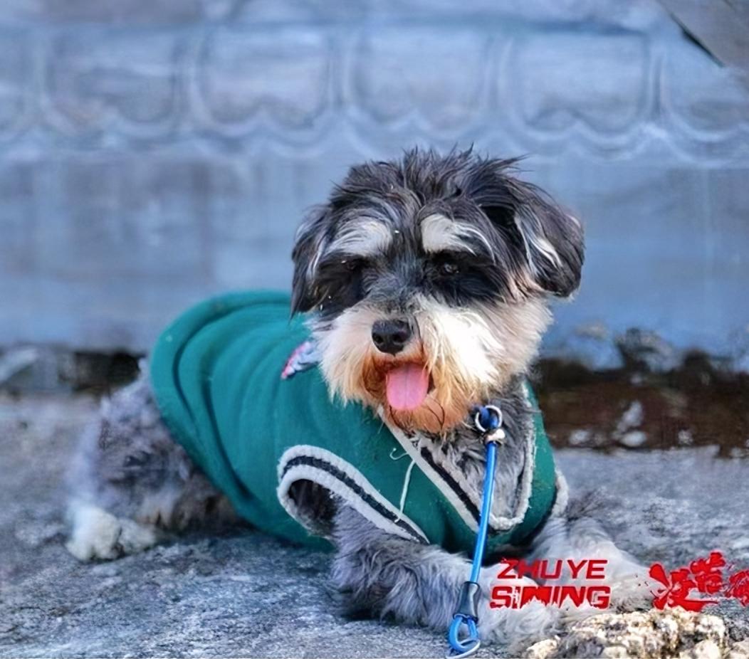 十小时揪心寻宠，皮皮终平安归家

昨天中午，我和弟弟驱车去乡下拜年，下午三点二十