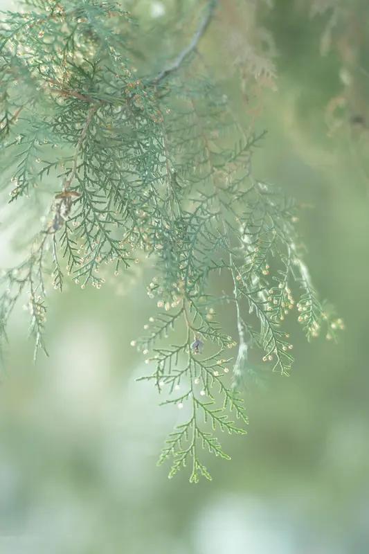 冬寒山色淡，春暖绿意浓。