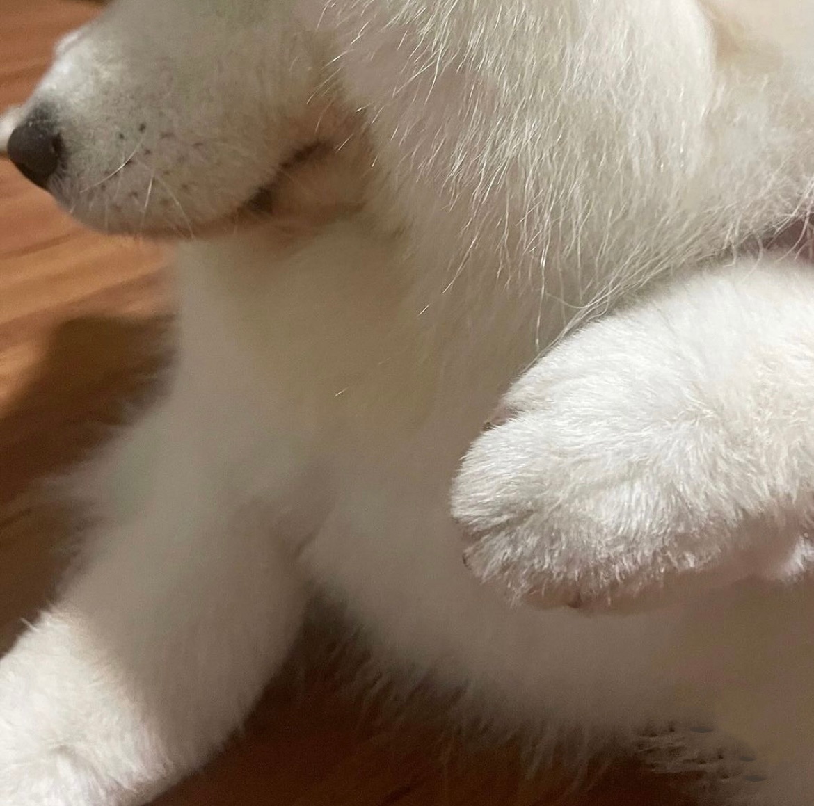 萨摩耶是小猪的证据：猪蹄子 