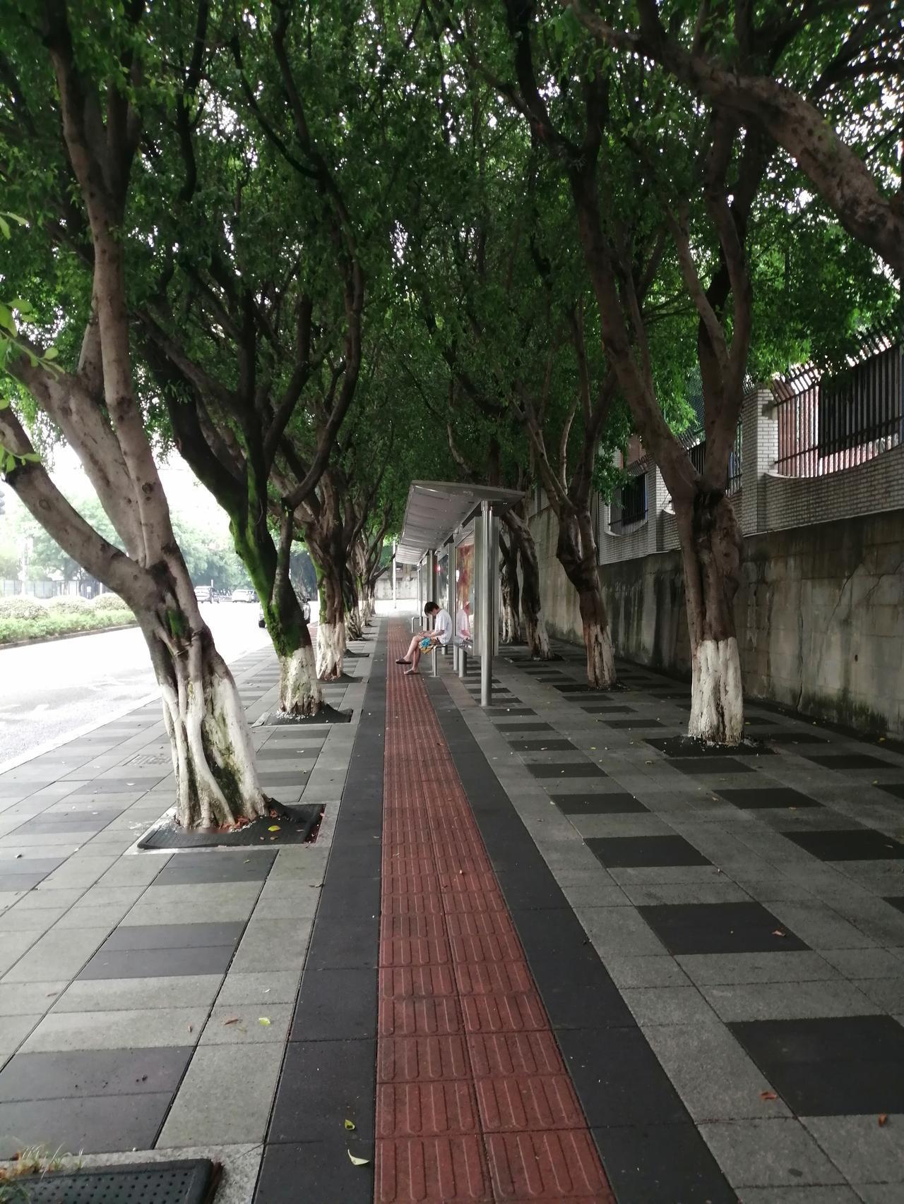 重庆主城区人行道的生态绿化之美。
这是一组重庆市两江新区龙山街道、重庆市解放碑步
