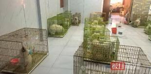 “被做局了！”6月3日，辽宁鞍山，一名犬舍老板从熟人手里，花了178.7万元买了