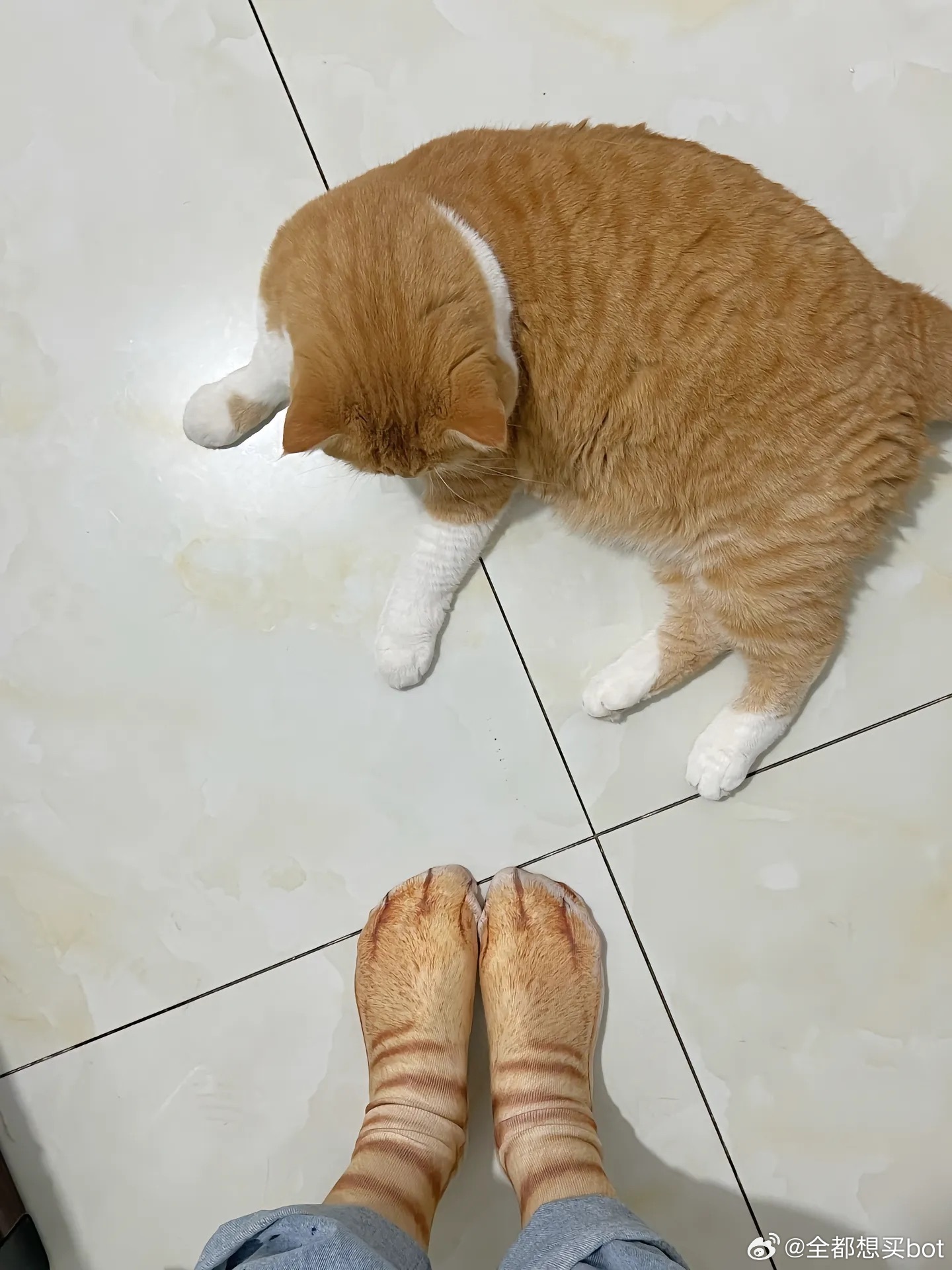 养猫家庭值得买的袜子，这回相信是亲生的了叭猫猫：“你果然是我的妈妈！抱住……” 