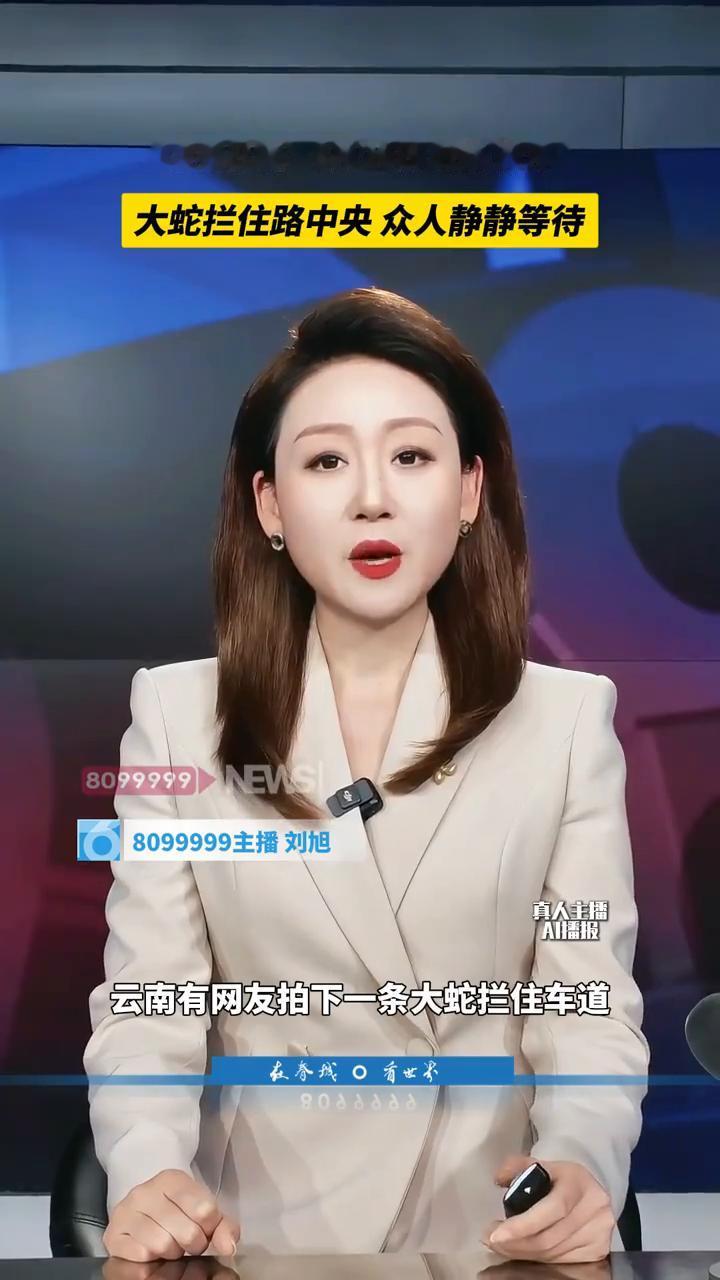 大蛇拦住路中央众人静静等待。
8099999主播刘旭。
近日云南有网友拍下一条大