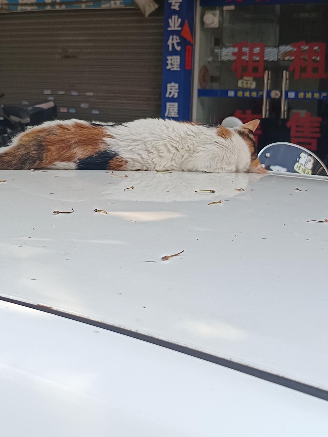 我终于发现了
为什么我台车的车顶经常这么干净
干净到令我无法相信



你敢相信