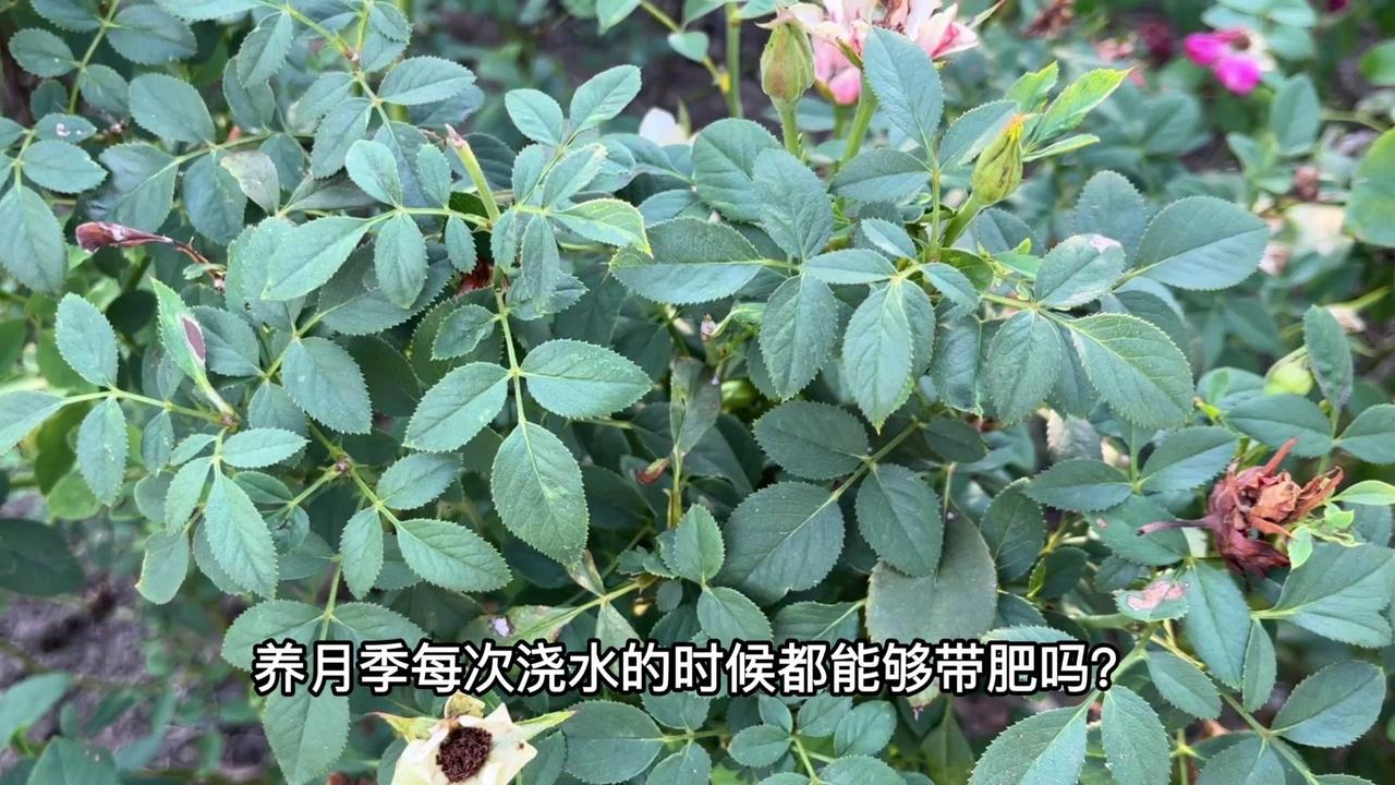 养月季每次浇水带肥是很多人关心的问题，其实要根据苗情和季节来调整。
植株健康的话