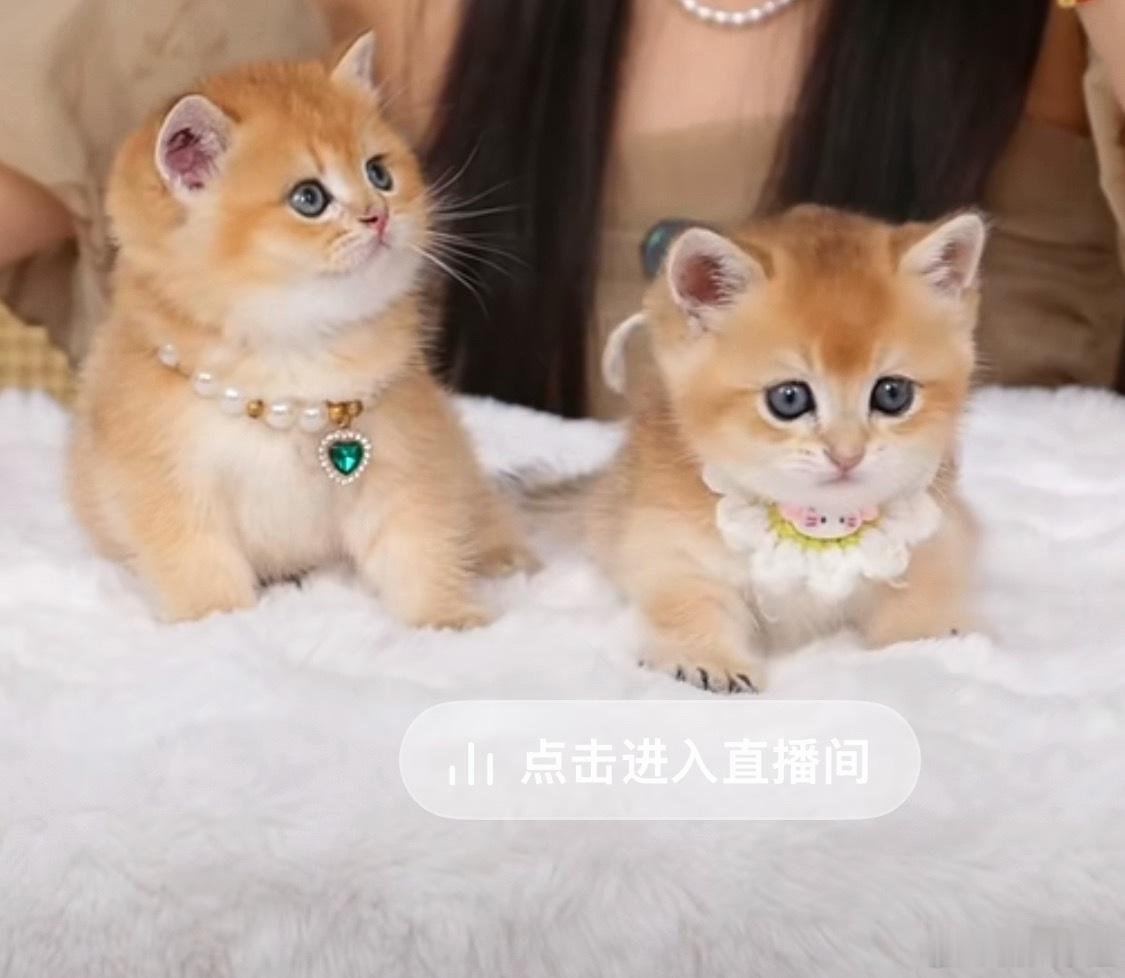 真的萌晕了 