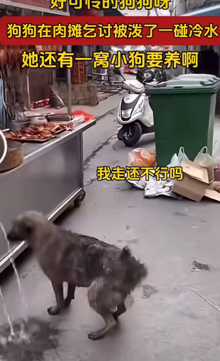 狗狗在肉摊乞讨被泼了一碰冷水，她还有一窝小狗要养，我走还不行吗？