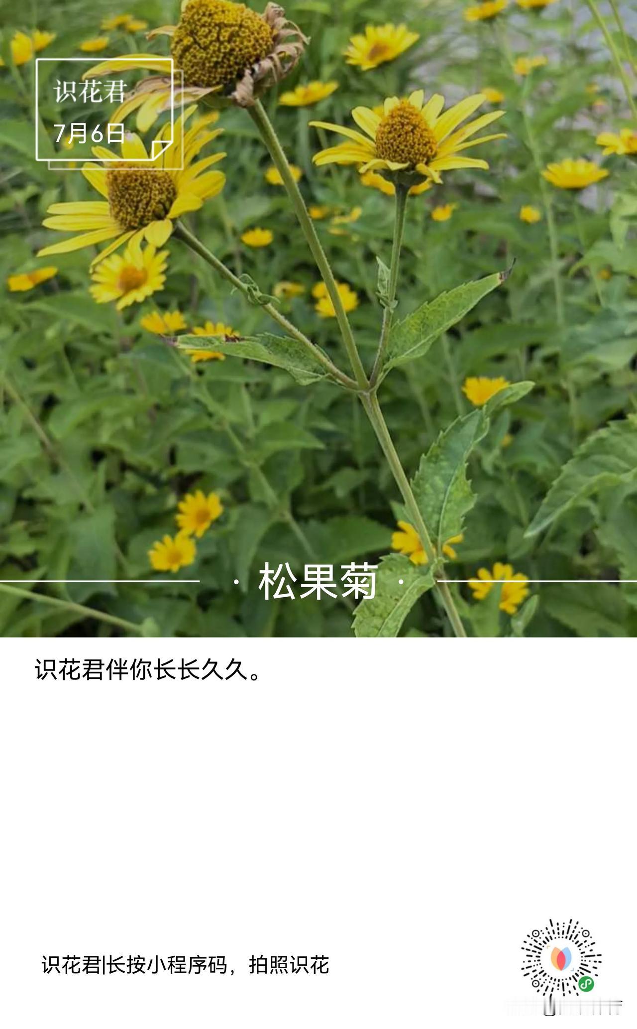 识花君识别出的松果菊