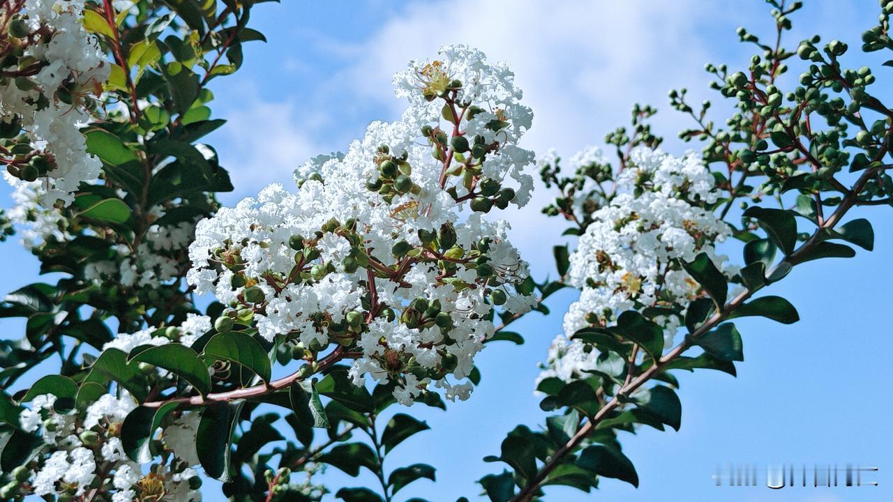 夏日生活打卡季白色紫薇花