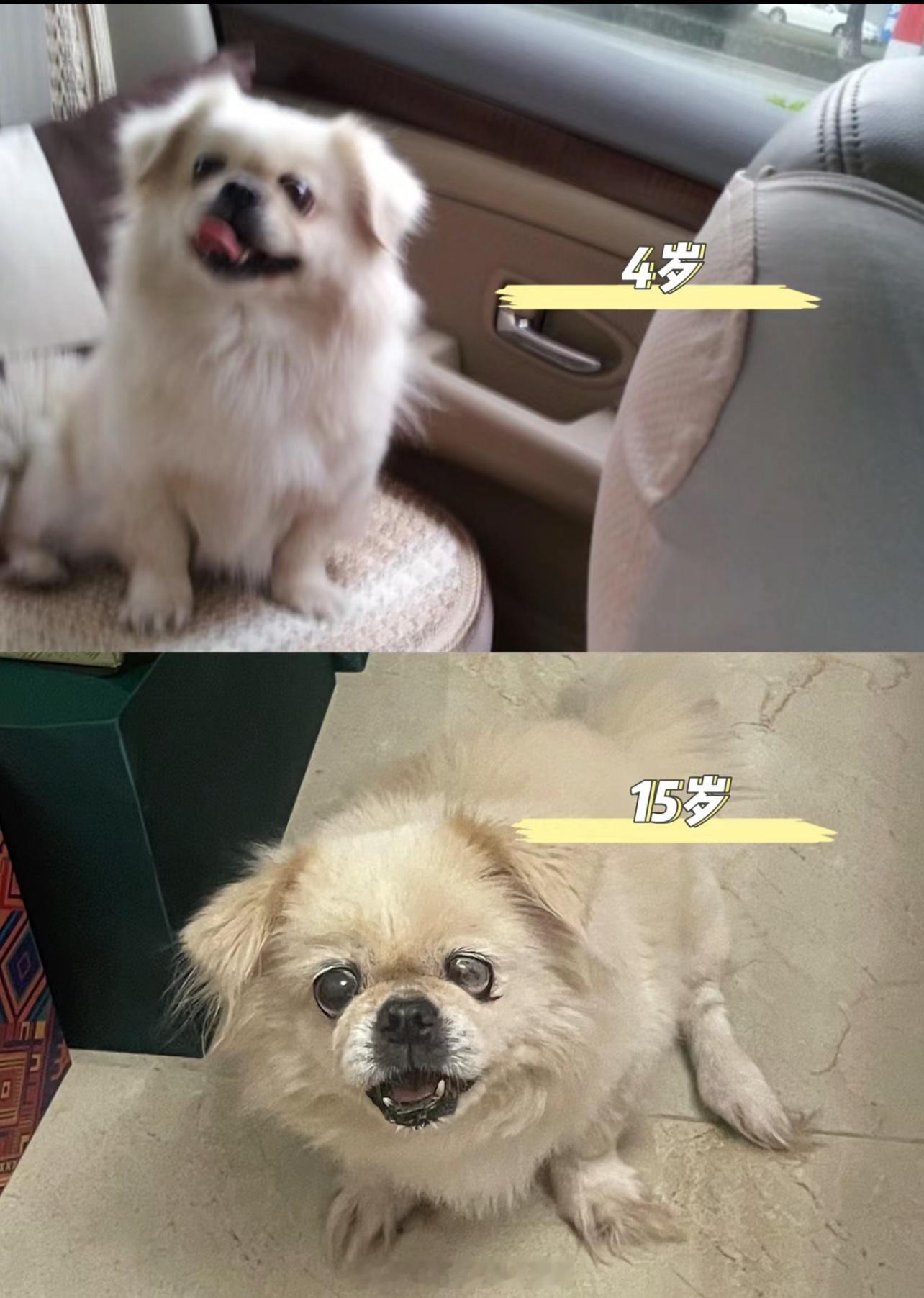 #原来狗狗也会老#狗狗用他的一生来陪伴我们走过人生的一段旅程，这一刻才理解时光慢